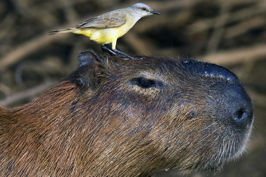 Companionable Capybaras The Atlantic