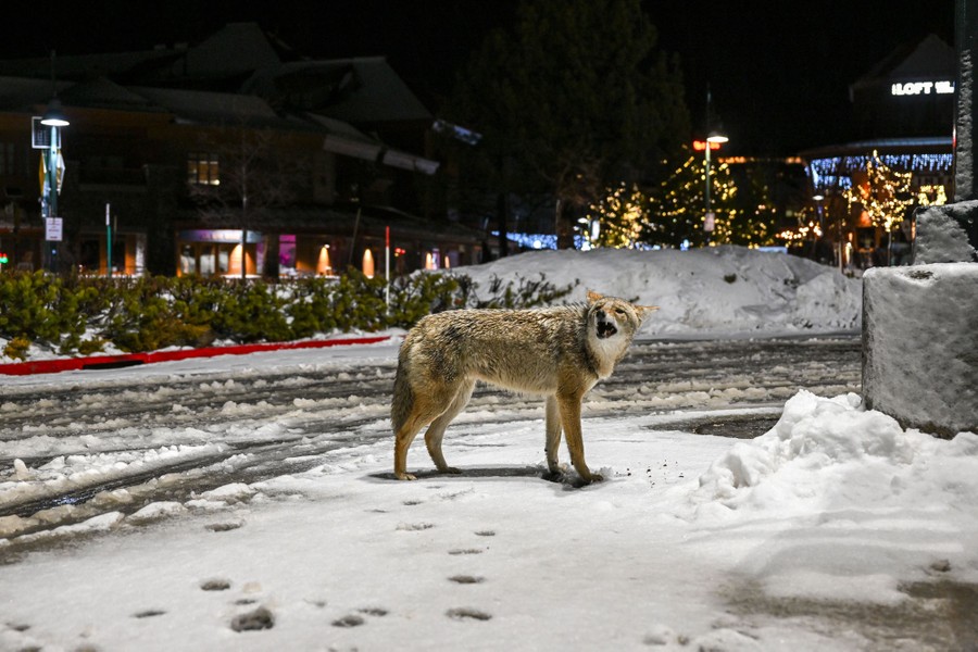 A coyote stands in a snow-covered parking lot.