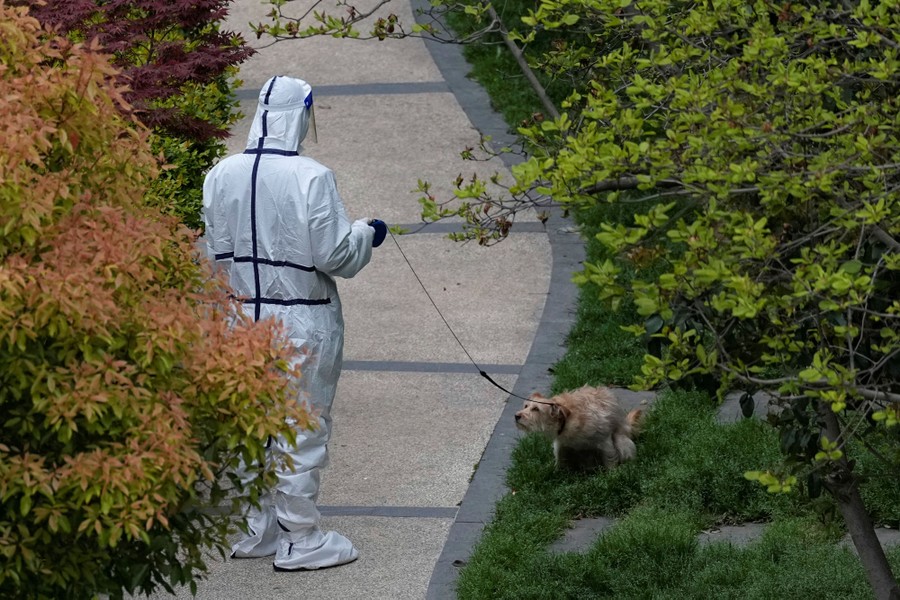 A person in a protective suit walks a dog in a residential area.