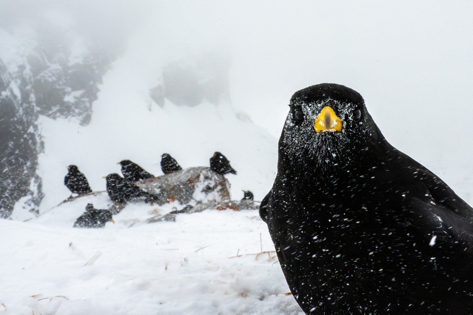 A flock of black birds sit on a rock and snowy ground in a snow storm. One of the birds, close to the camera, looks into the lens.