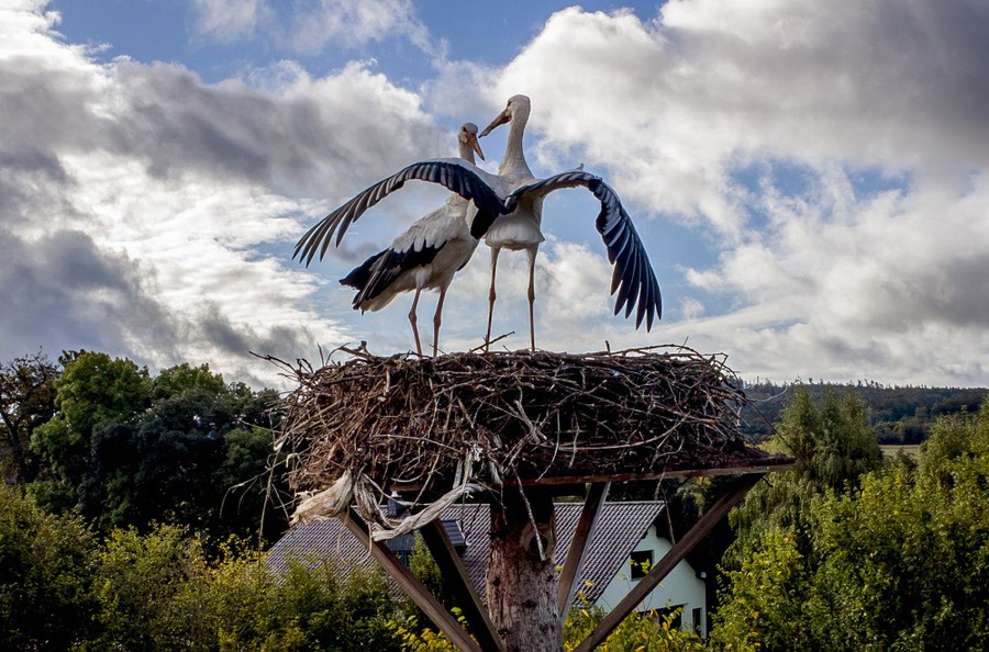 Two storks stand in their nest.