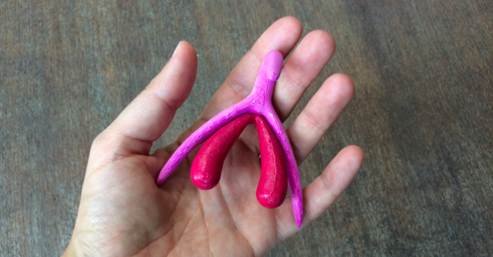 The Still-Misunderstood Shape of the Clitoris - The Atlantic