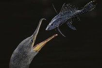 A bird opens its beak wide to catch a spiny fish it has tossed in the air.