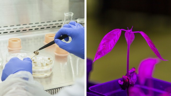 Diptych of a person handling tissue culture and a cocoa seedling.