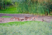 A group of canids that carry DNA from a nearly extinct wolf species