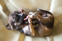 A puppy with its tongue out lies on a blanket.