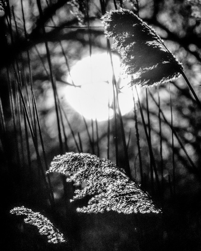 Black-and-white image of the moon and plants in front of it