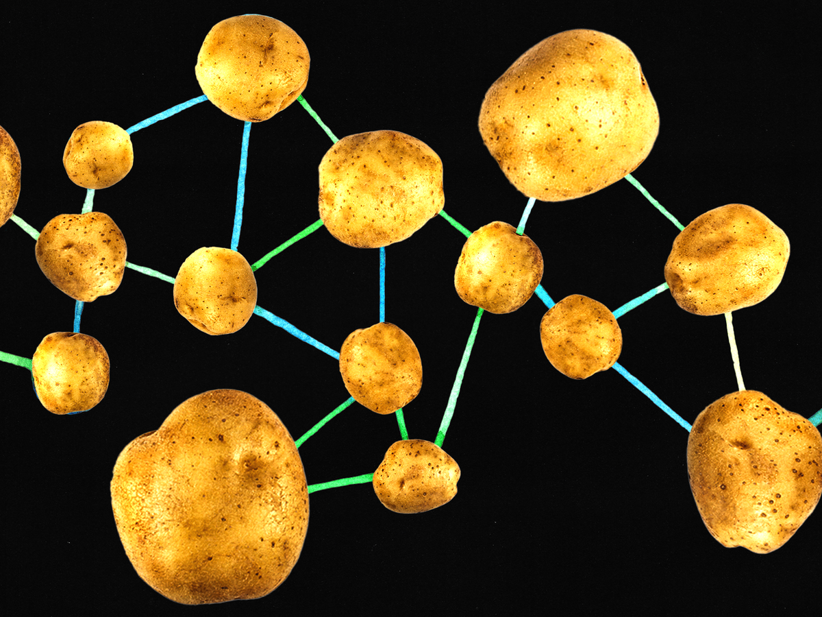 Remarkable News in Potatoes: They Evolved From Tomatoes - The Atlantic