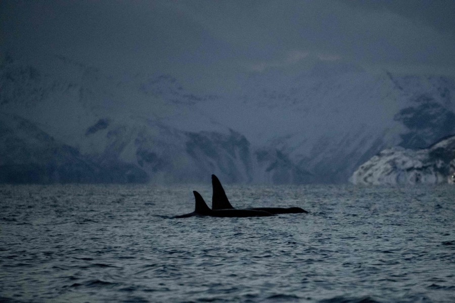 The tall dorsal fins of two orcas are seen poking out of the surface of a fjord.