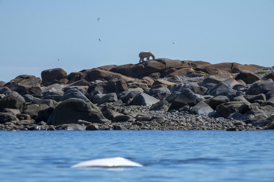 A polar bear waits on a rocky island while hunting beluga whales—one of which swims in the foreground.