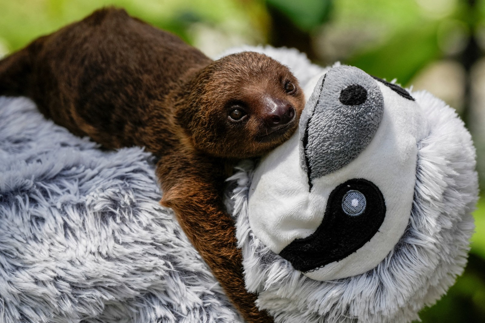 An orphaned young sloth clings a sloth plush toy.