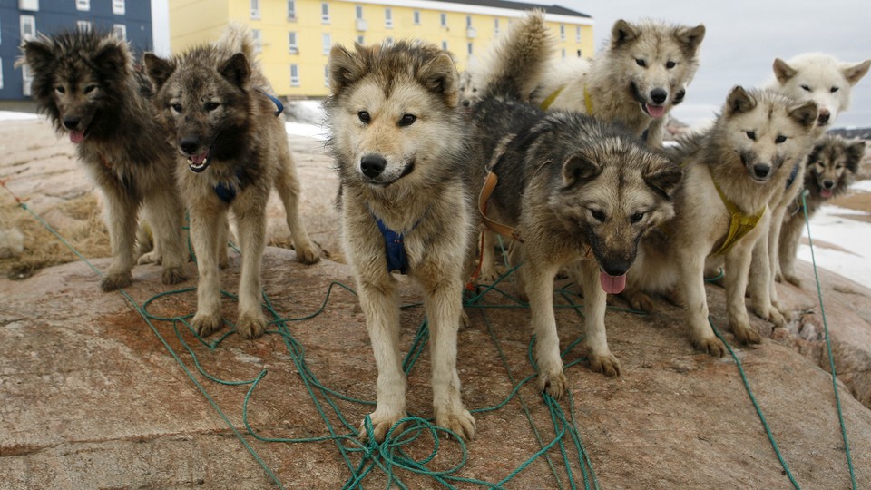 are greenland dogs good sled dogs