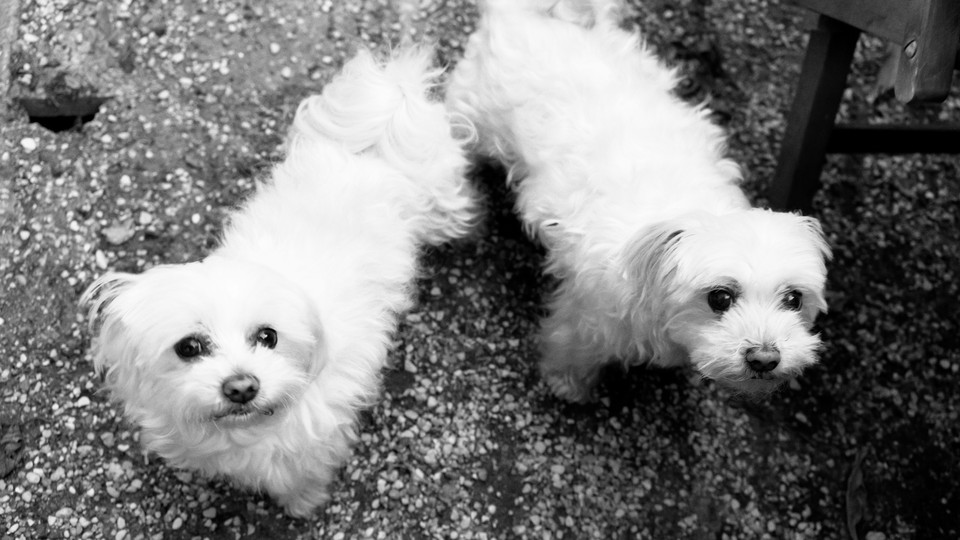 Black and white photo of two small white dogs