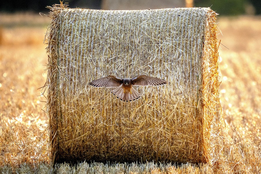 A bird of prey flies away from a straw bale in a field.