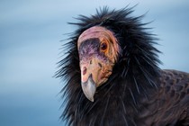 close-up photo of california condor