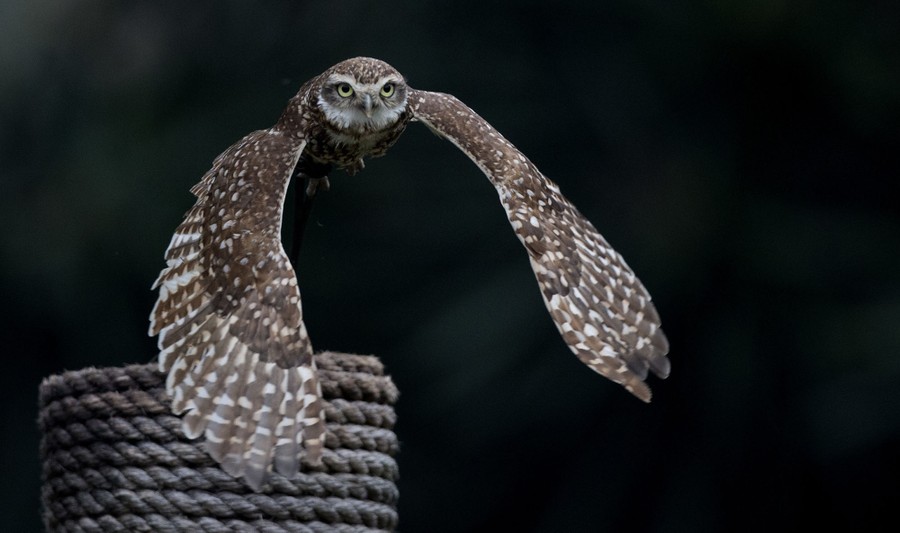 Happy Superb Owl Sunday, - Raptor Resource Project