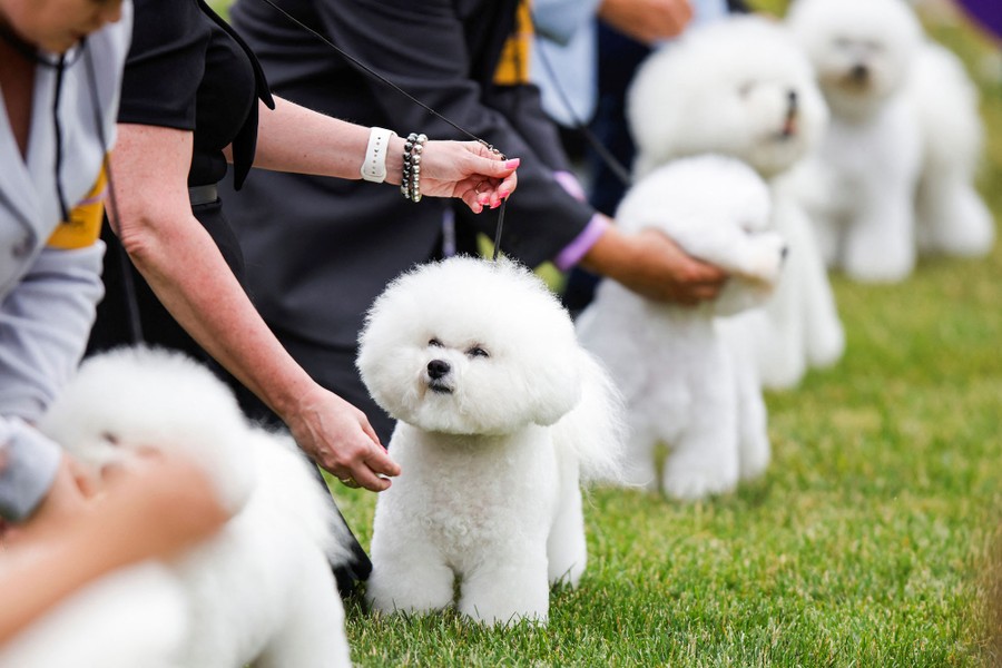 Several people kneel down next to leashed dogs on a lawn. The half-dozen dogs look nearly identical.