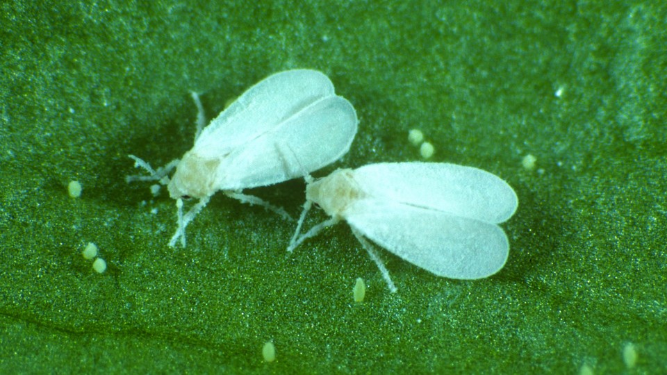 two whiteflies on a leaf