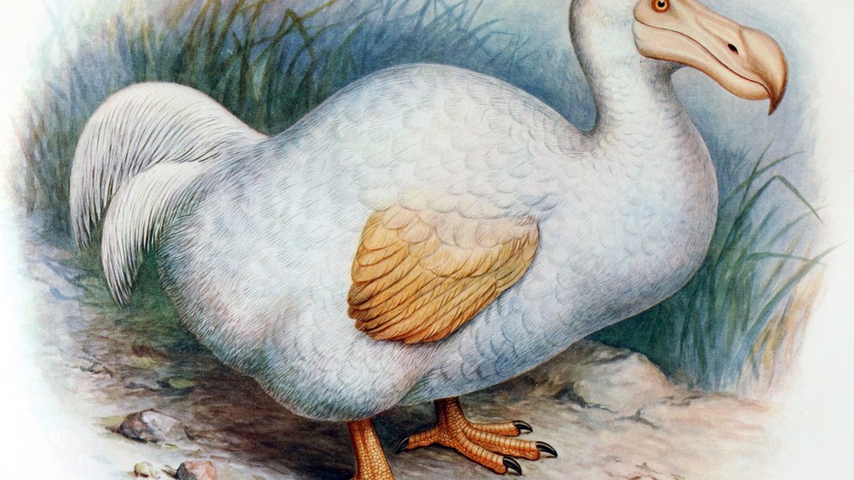 The Smart Agile And Completely Underrated Dodo Bird The Atlantic