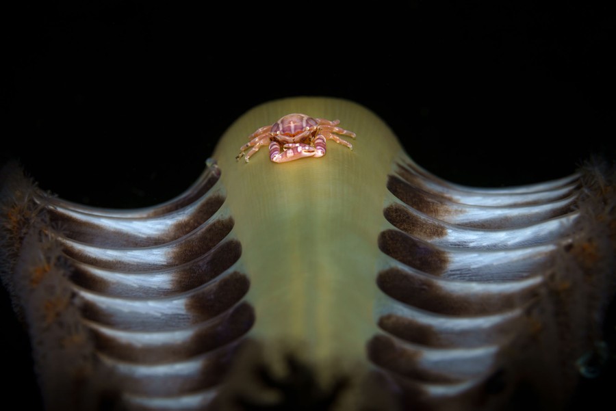 A tiny crab rests atop a sea pen, a type of soft coral related to anenomes.