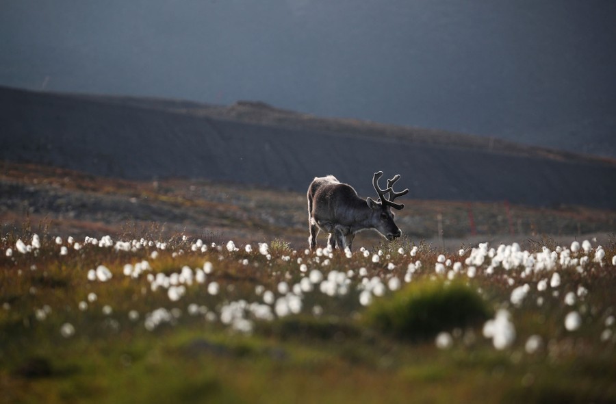 Scenes From Svalbard - The Atlantic