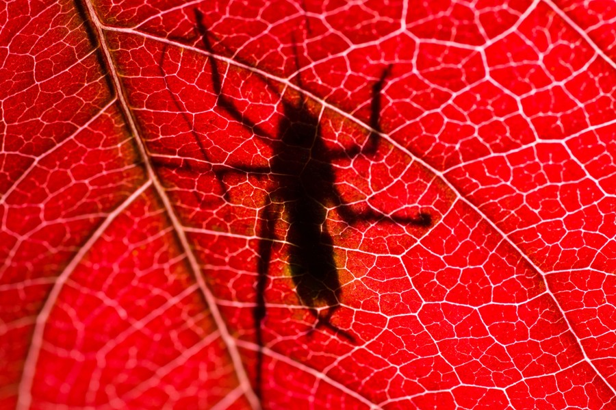 Fall Is in the Air, Part II - The Atlantic