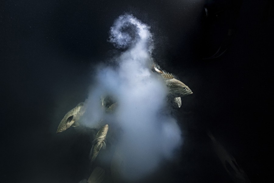 Large fish swim through a milky cloud of eggs and sperm in dark water.