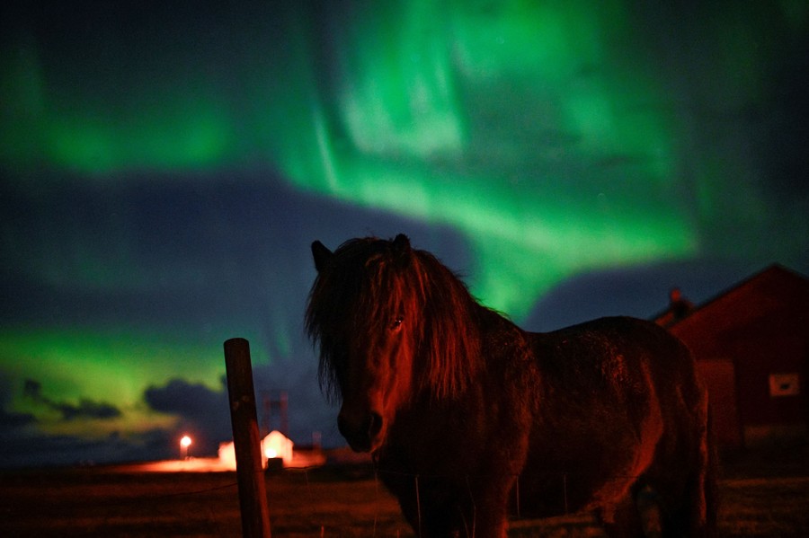 A pony stands under the northern lights, which are forming a greenish light display in the sky.