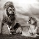 Two lions bare their teeth at each other on a plain beneath a cloudy sky.