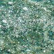 Plastic and debris floating in greenish water