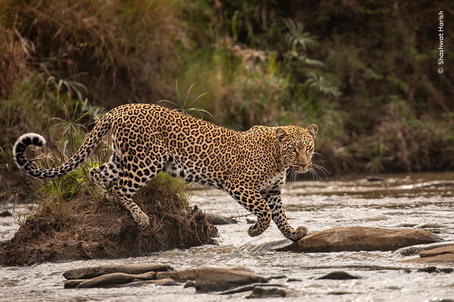 A leopard walks on rocks across a river.