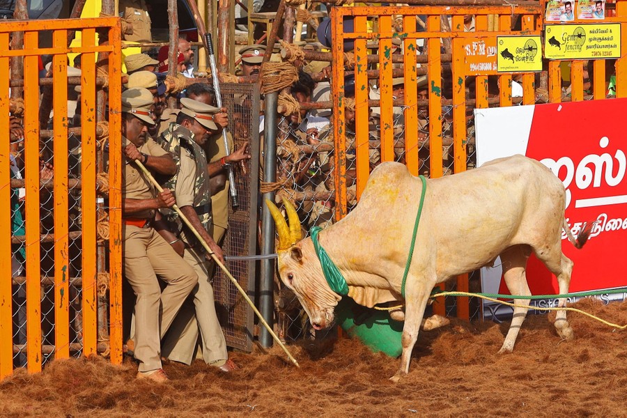 A bull in an enclosure approaches several police officers who back into a gap in the fencing.