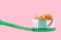 an orange cat atop a green toothbrush on a pink background