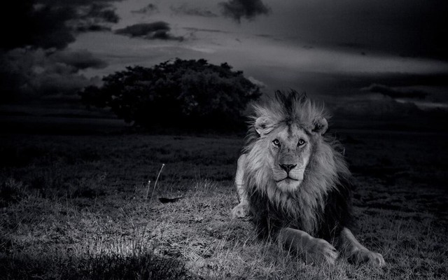 Intimate National Geographic Portraits Of The Serengeti Lion The Atlantic