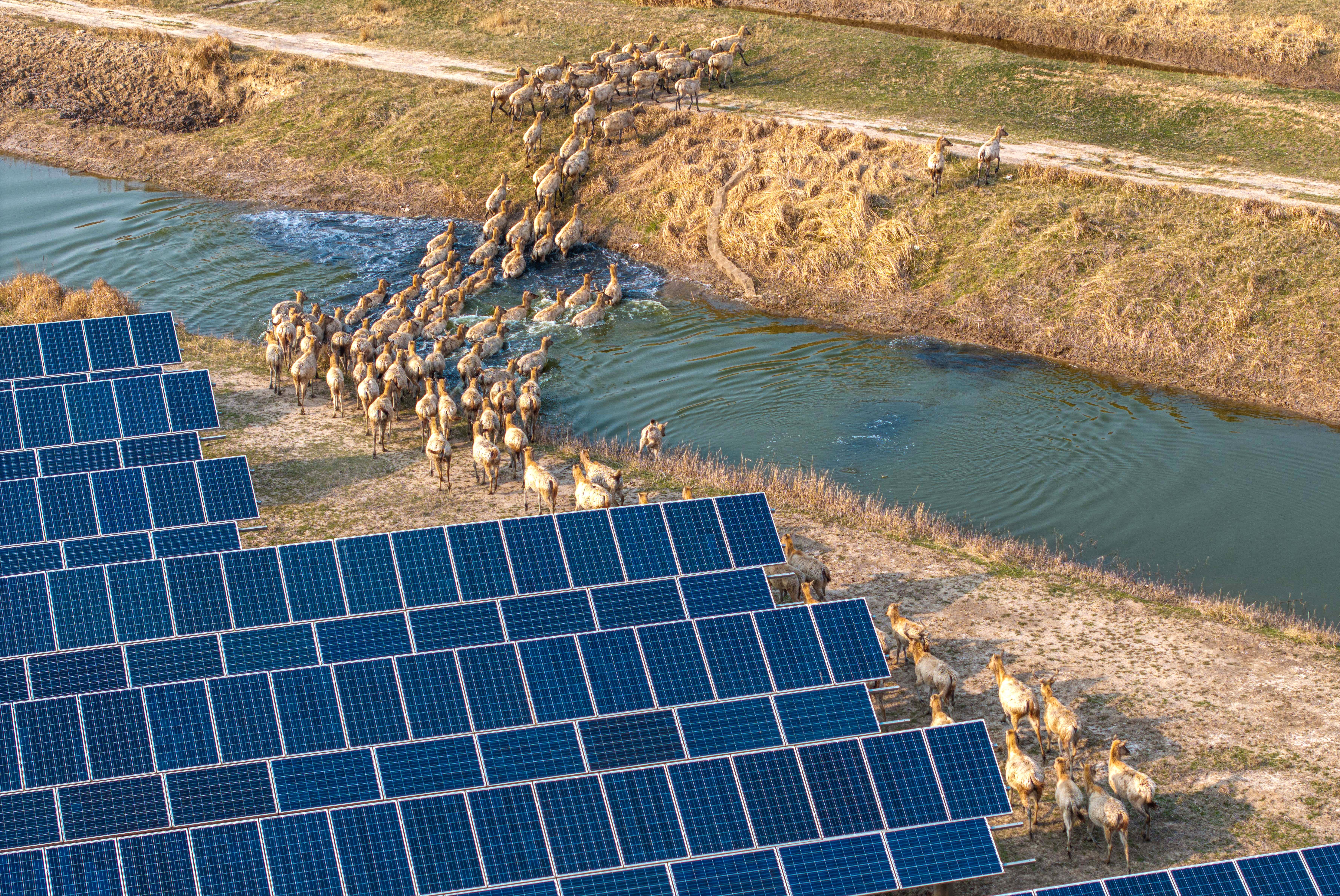 A herd of deer cross a canal near rows of solar panels.
