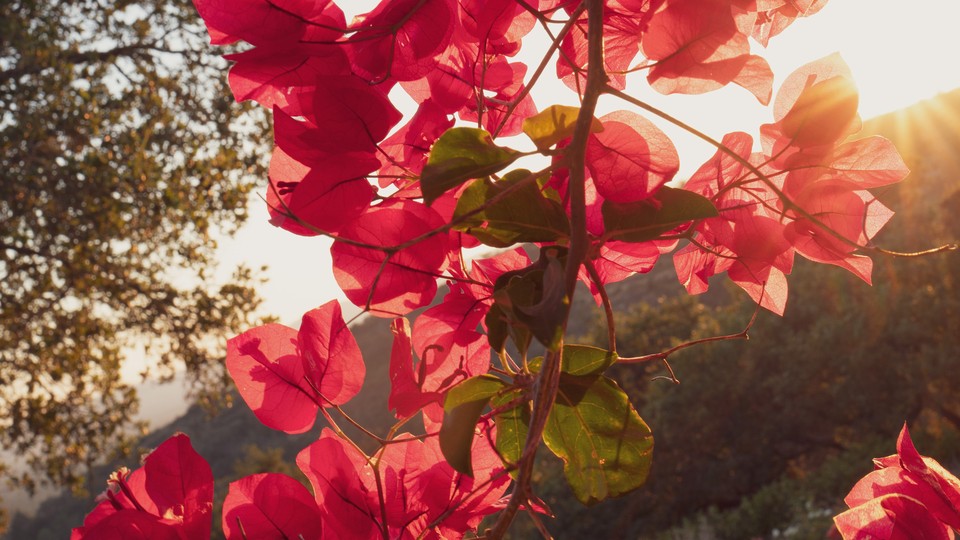 pink bougainvillea with sunset light
