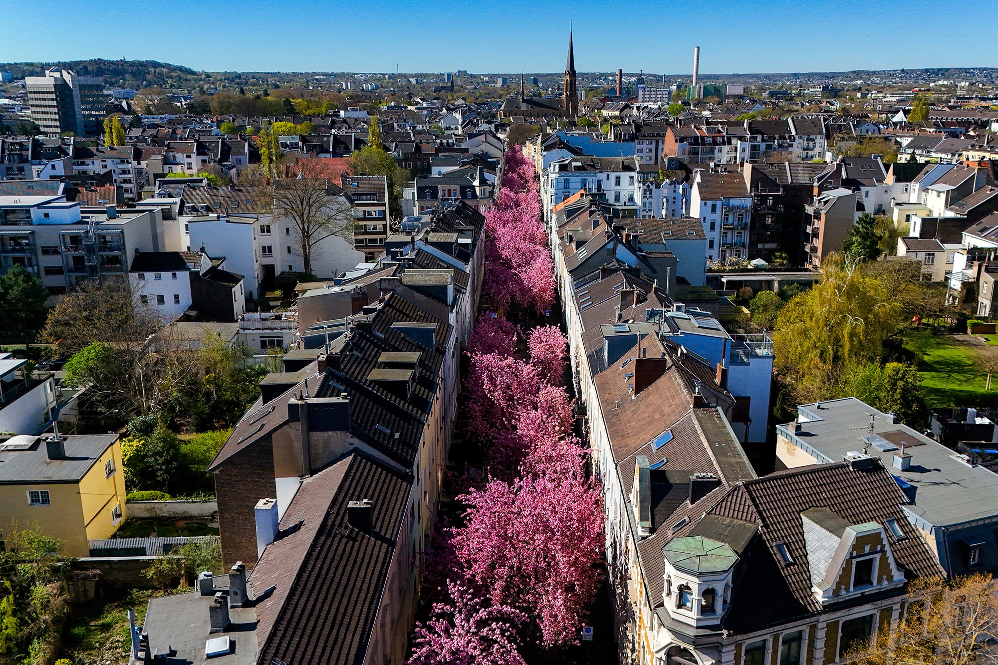 An aerial view of blooming cherry trees in a narrow street in a city