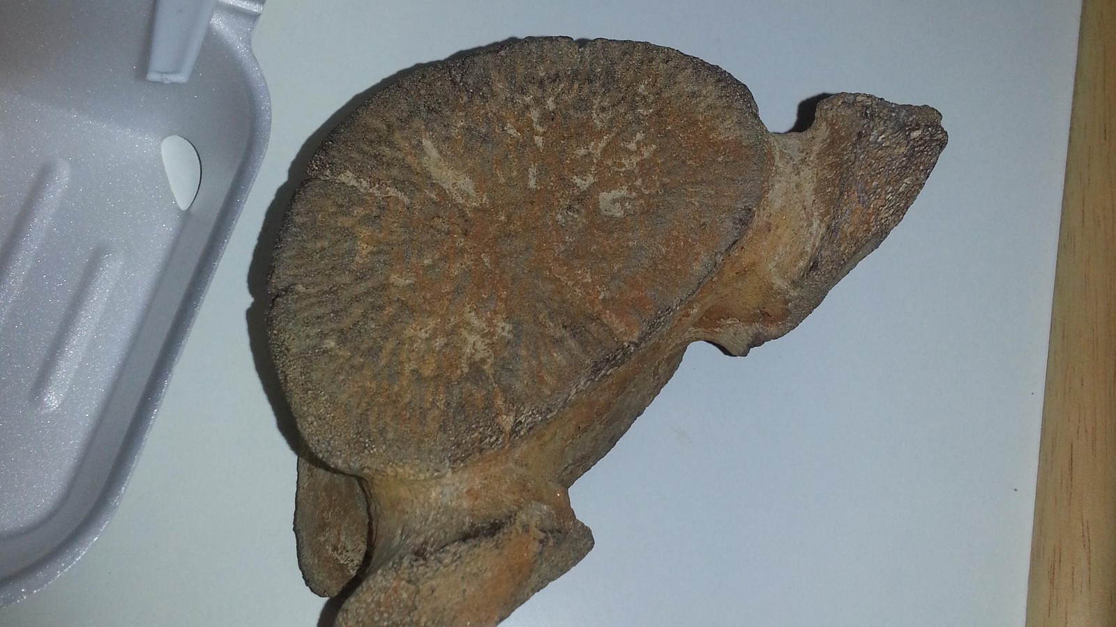 Arriba 39+ imagen whale vertebrae fossil
