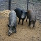 Three pigs in a pen.