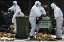 Health workers pack dead chickens into bins at a poultry market. 