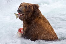 A bear eating fish