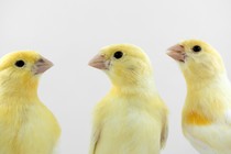 canaries look at each other