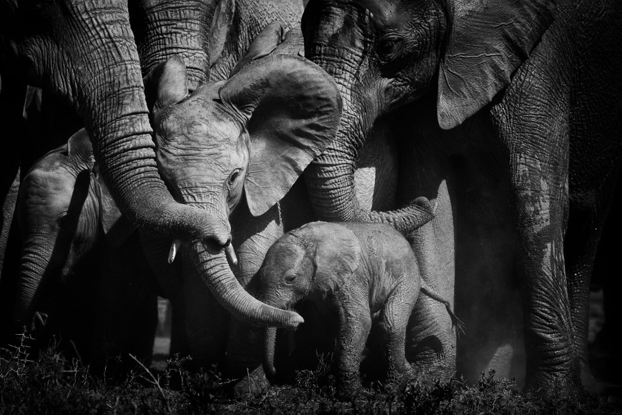A herd of elephants closes in together, surrounding two younger elephants.