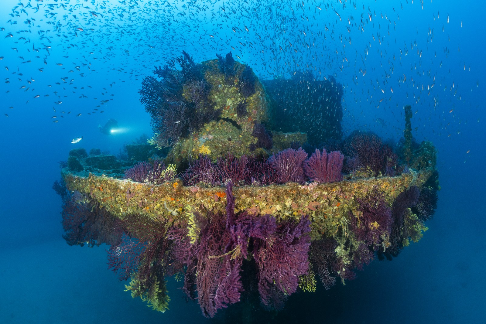 A shipwreck, seen underwater, completely covered in coral, plants, and other sea life