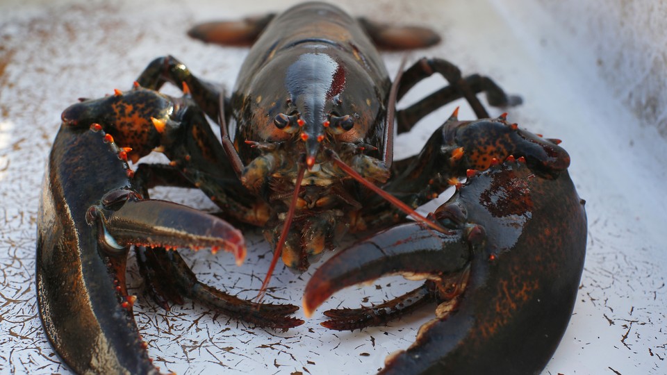 A lobster