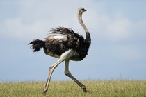 An ostrich