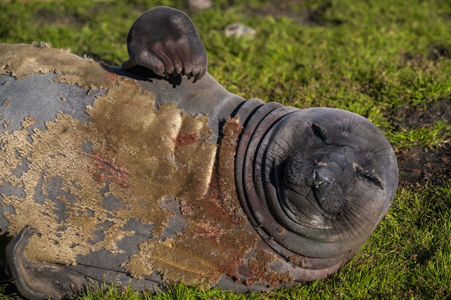 An elephant seal lies on its side, looking toward the camera.