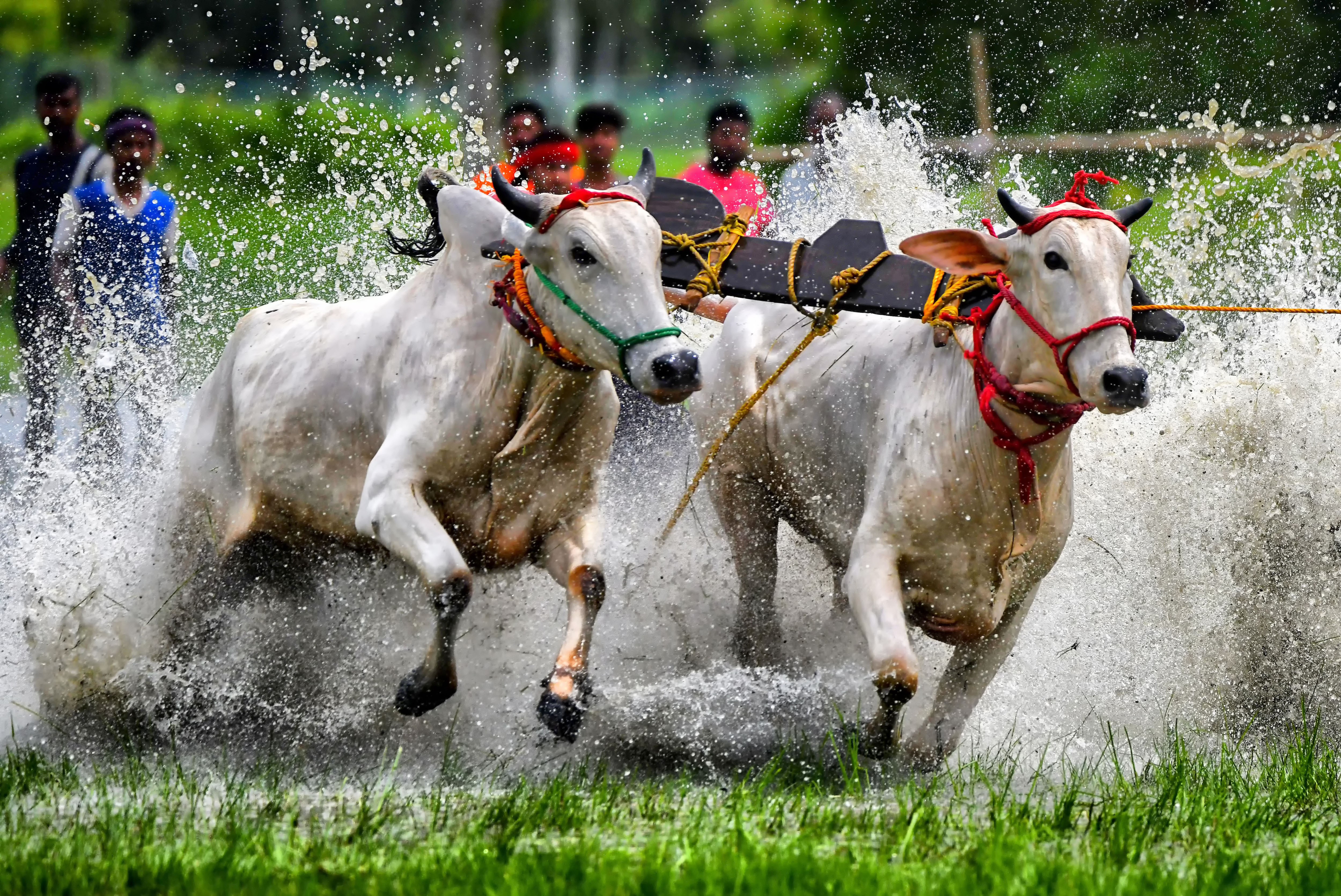 Two oxen that are yoked together run through shallow water, splashing during a race.