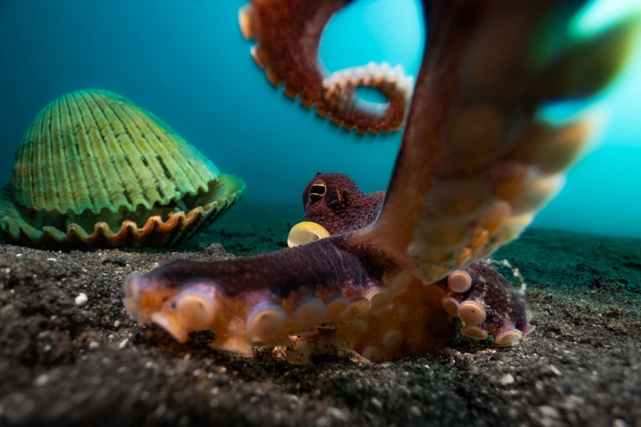 An octopus, on the seafloor, reaches out a tentacle toward the camera.