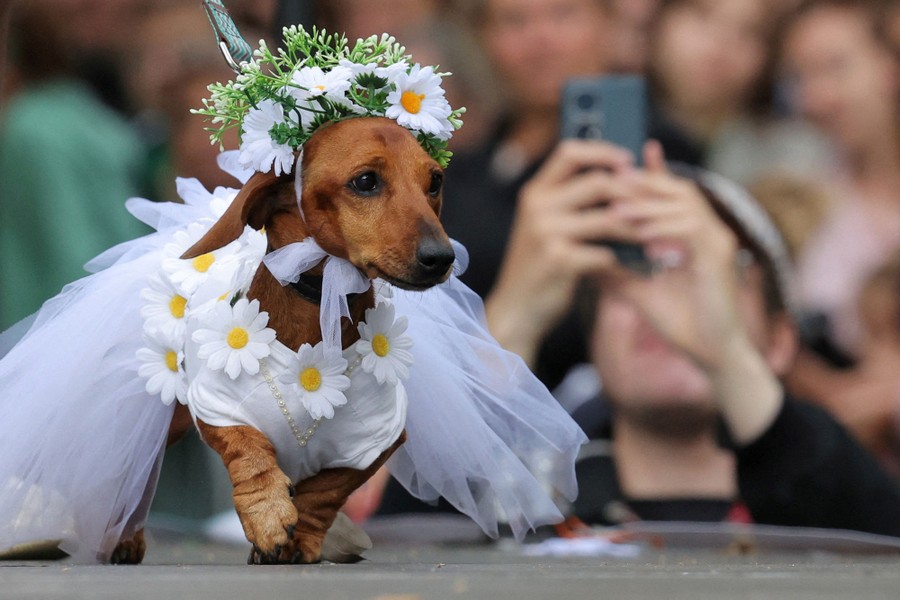 A dachshund wearing a floral garland on its head, and a dress lined with daisies and tulle